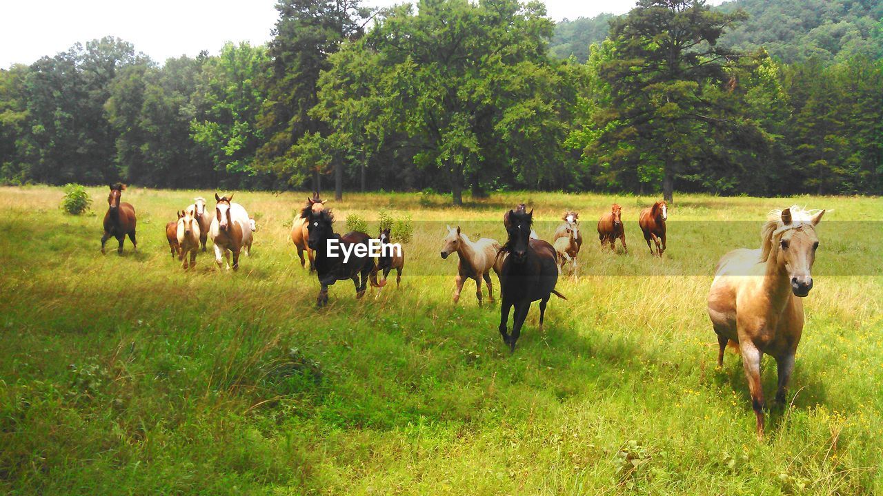 horses grazing in a field