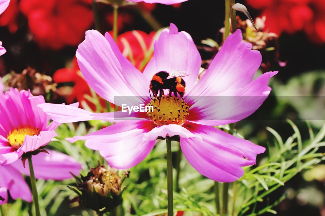 Close-up of bee pollinating on pink flower