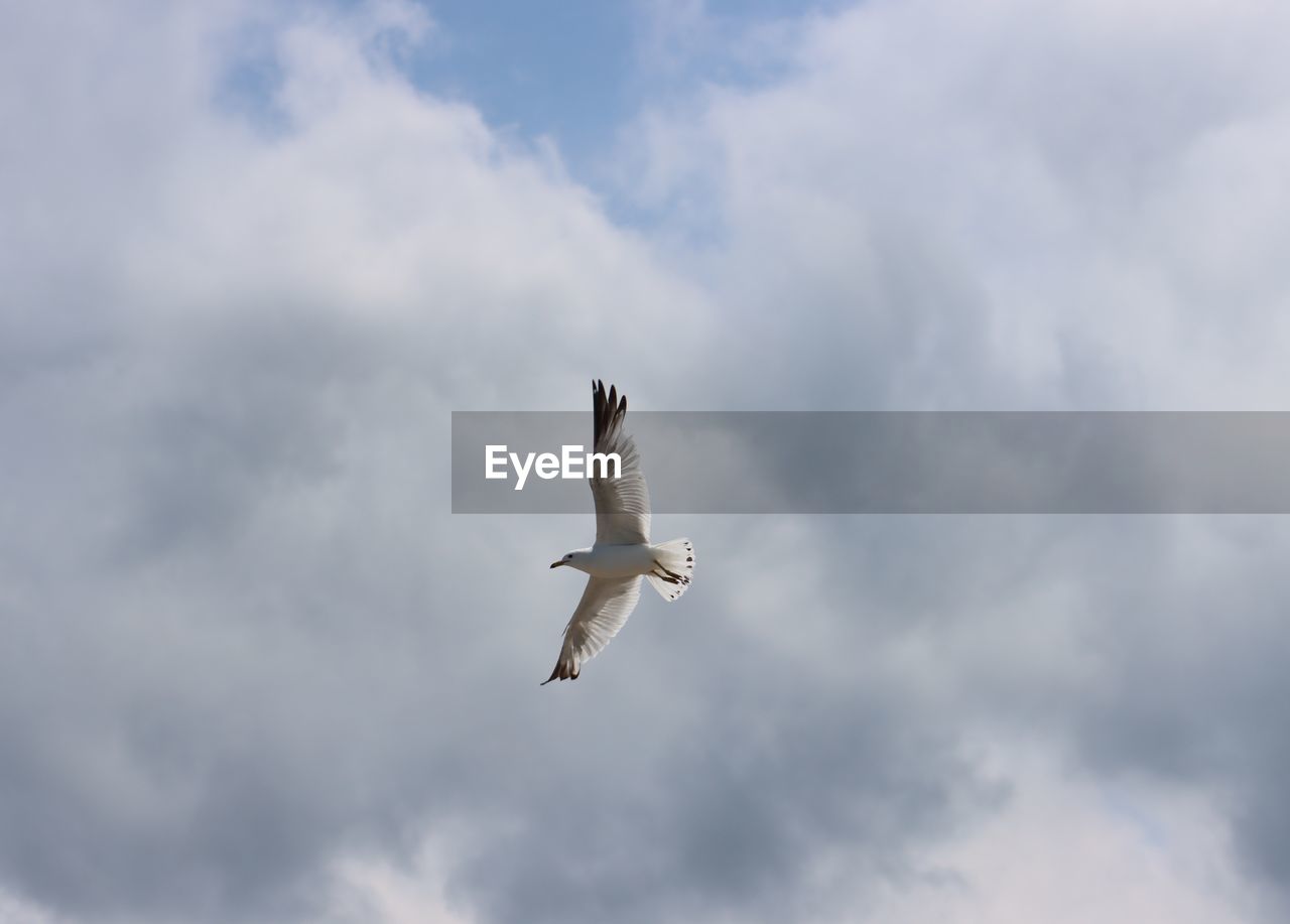 LOW ANGLE VIEW OF SEAGULL FLYING AGAINST CLOUDY SKY