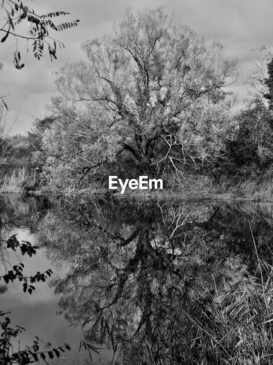 Reflection of tree in lake against sky