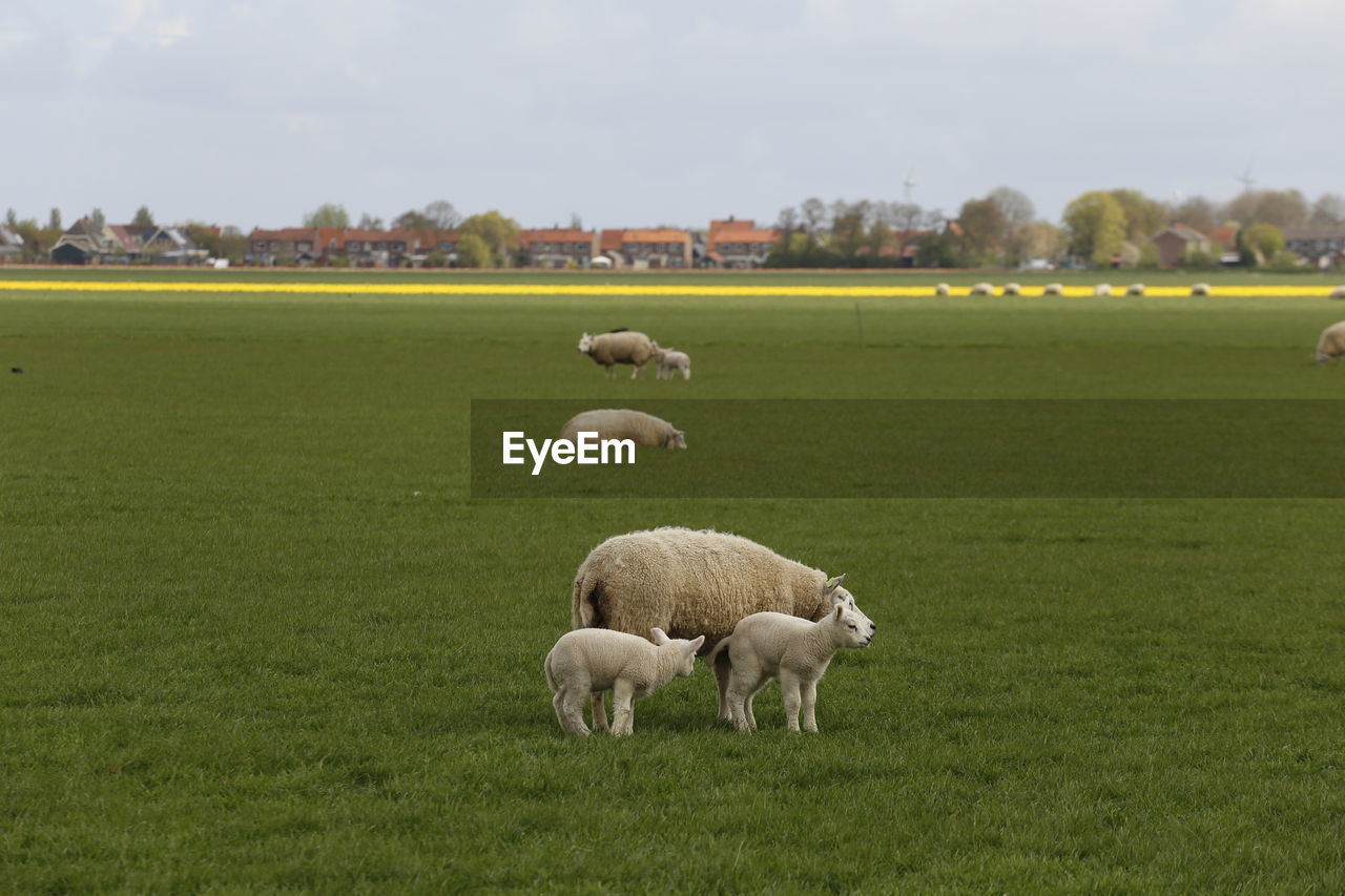 Sheep grazing on field