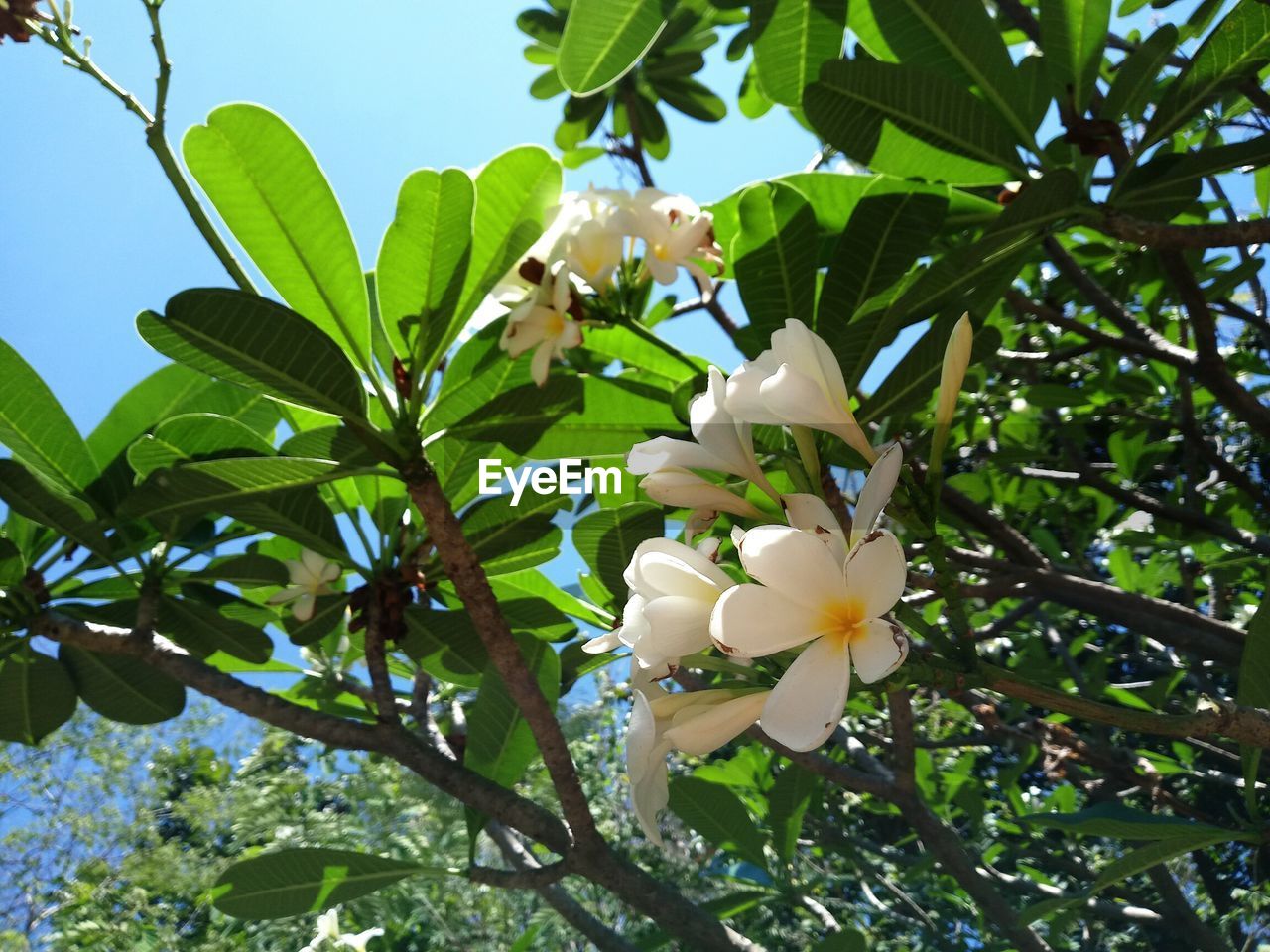 LOW ANGLE VIEW OF FRANGIPANI ON TREE