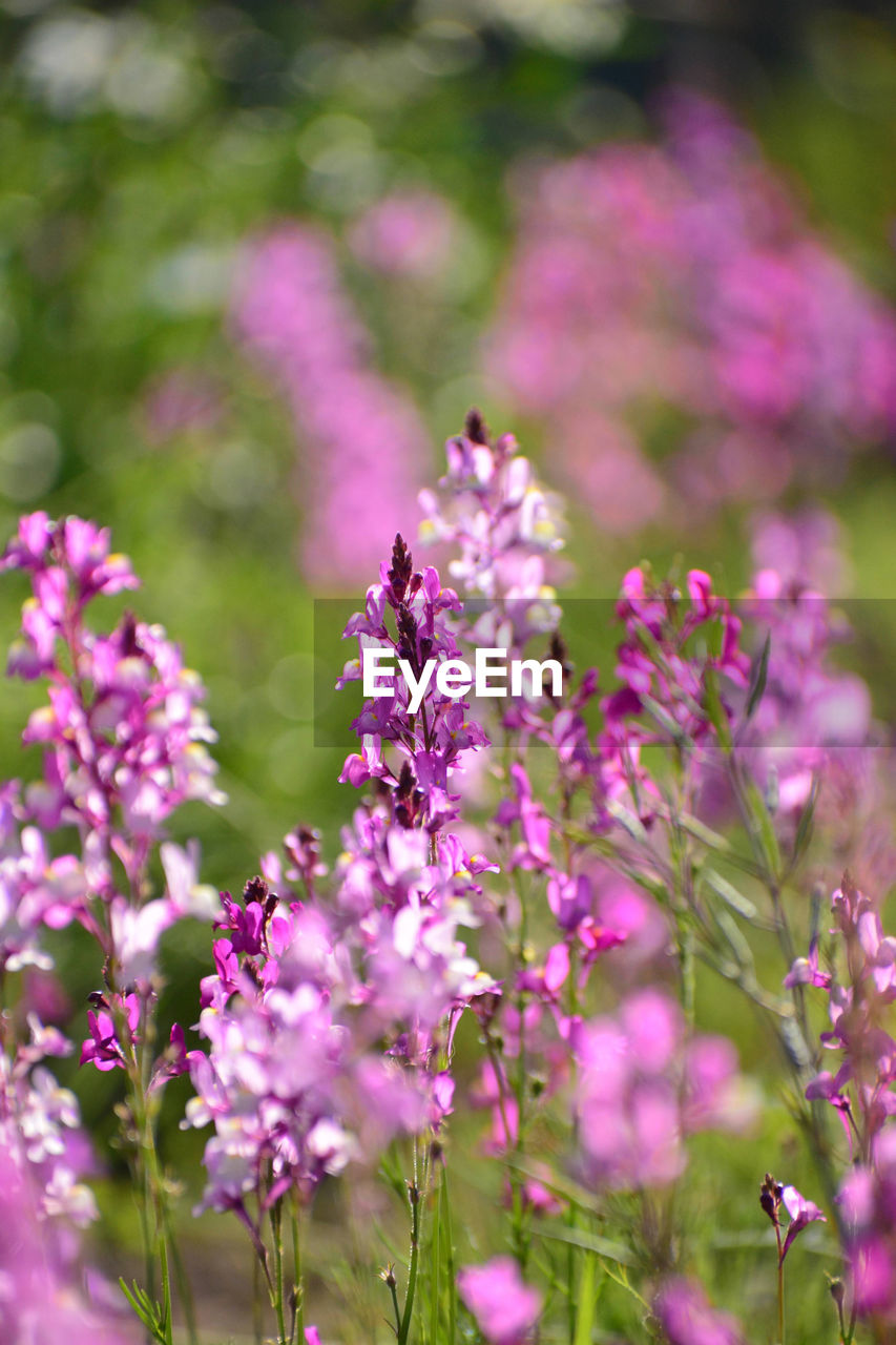 Close-up of linaria on field