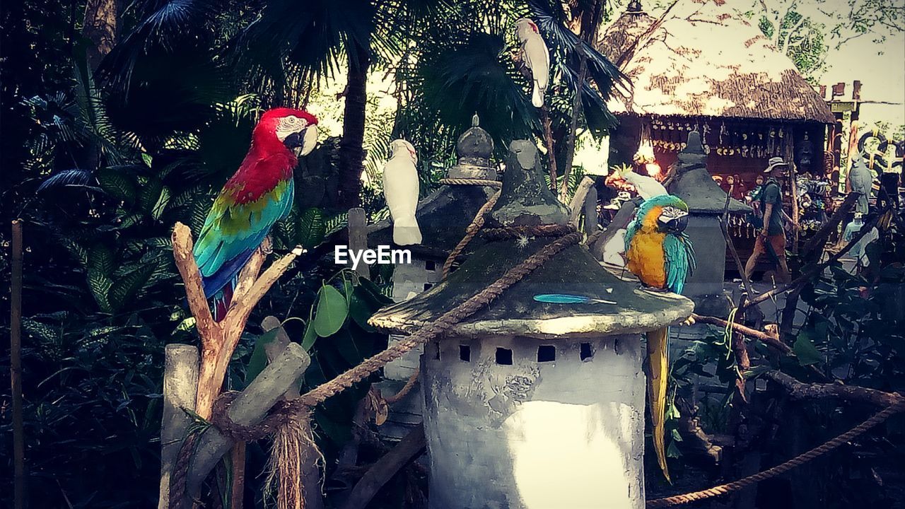 BIRDS PERCHING IN TREE
