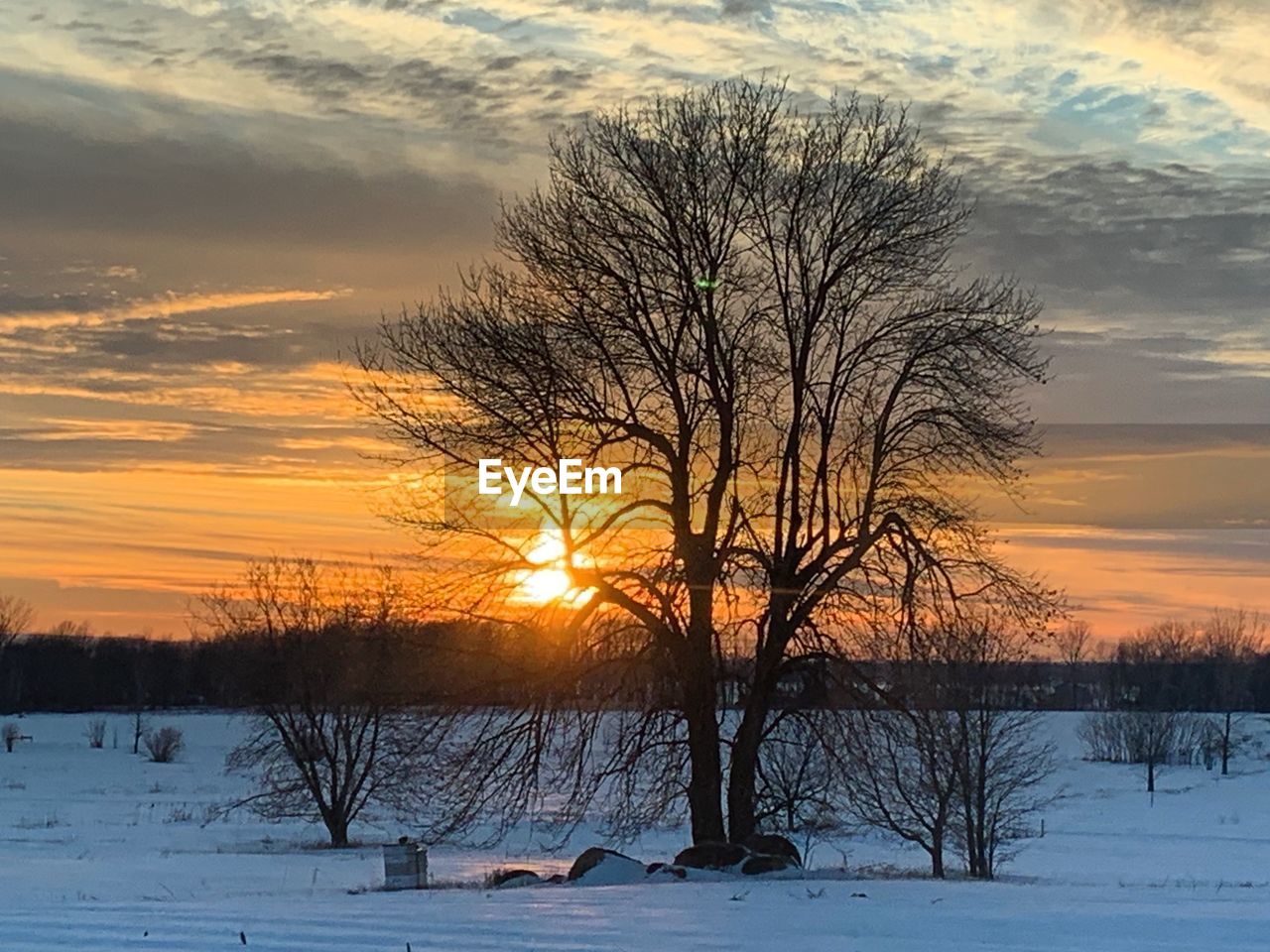 BARE TREES ON SNOW COVERED FIELD DURING SUNSET