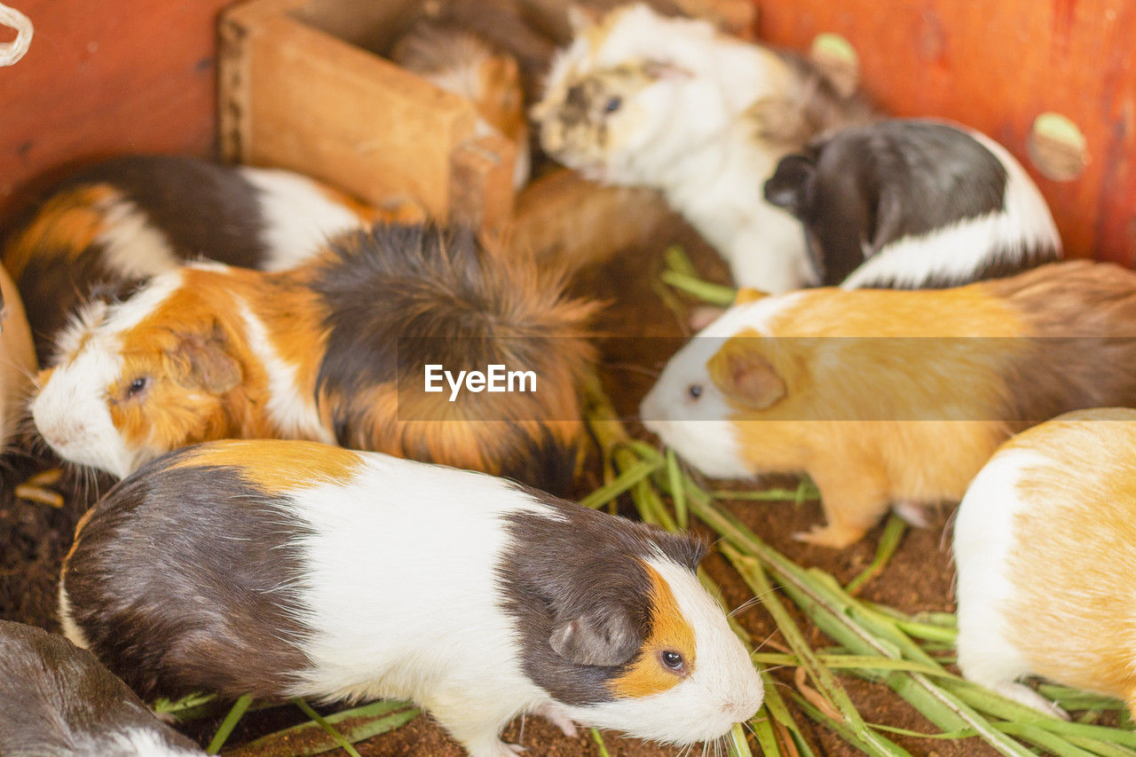 guinea pig, animal themes, animal, mammal, group of animals, domestic animals, pet, young animal, cute, rodent, hamster, no people, animal wildlife, agriculture, livestock, food, nature, eating, indoors, plant