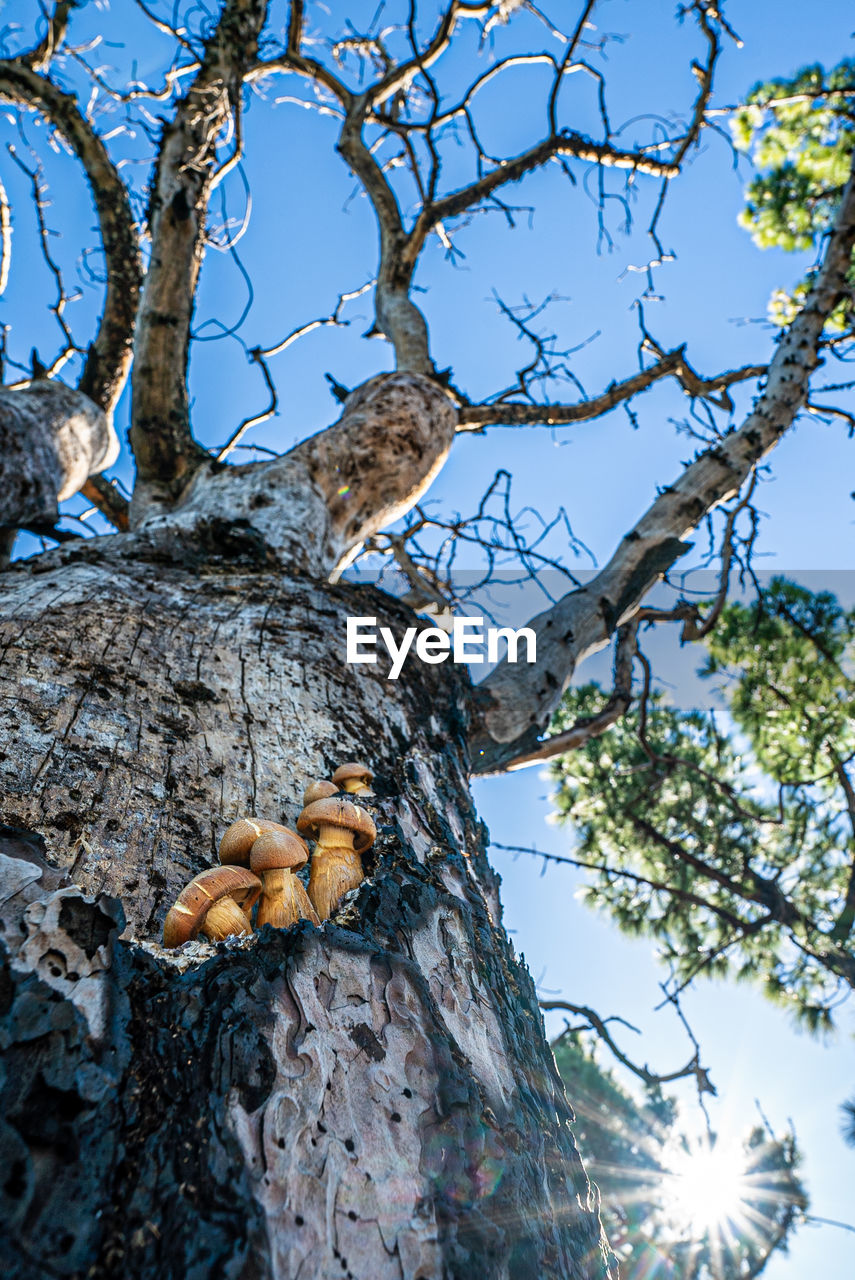 tree, plant, nature, branch, sky, low angle view, autumn, leaf, no people, tree trunk, trunk, day, outdoors, flower, spring, sunlight, clear sky, beauty in nature, blue, winter, tranquility, sunny, growth, land, food
