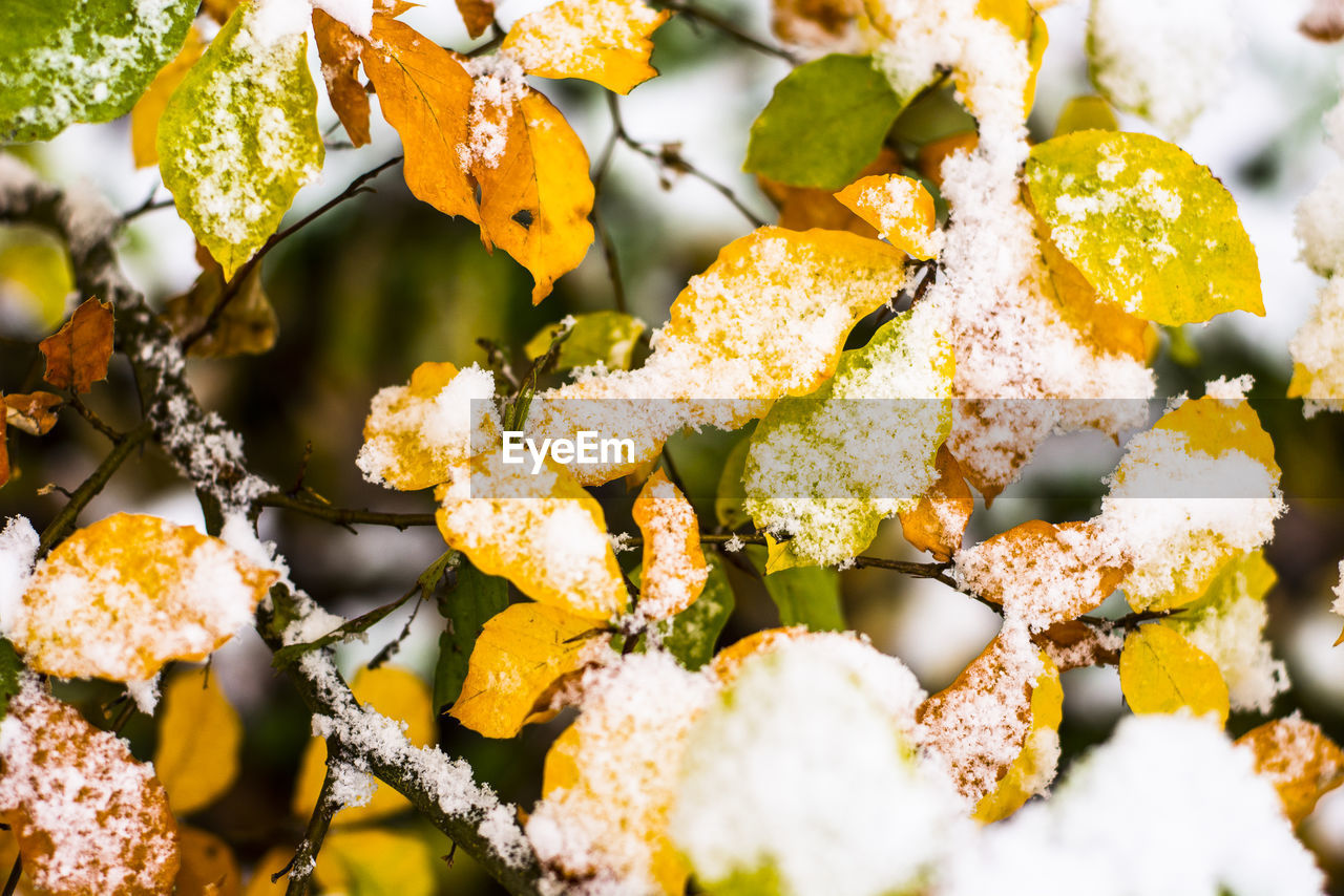 Close-up of snow on autumn tree