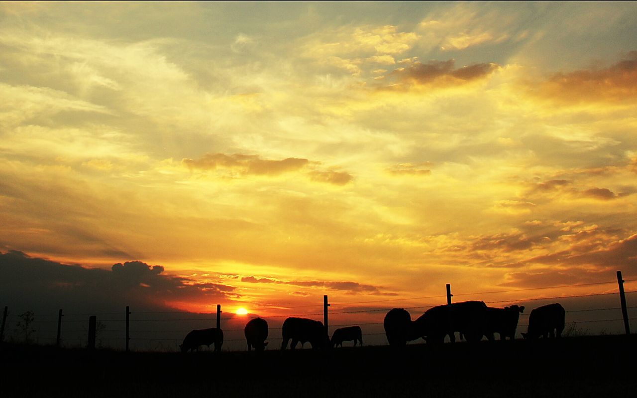 Silhouette of cows grazing in field during sunset