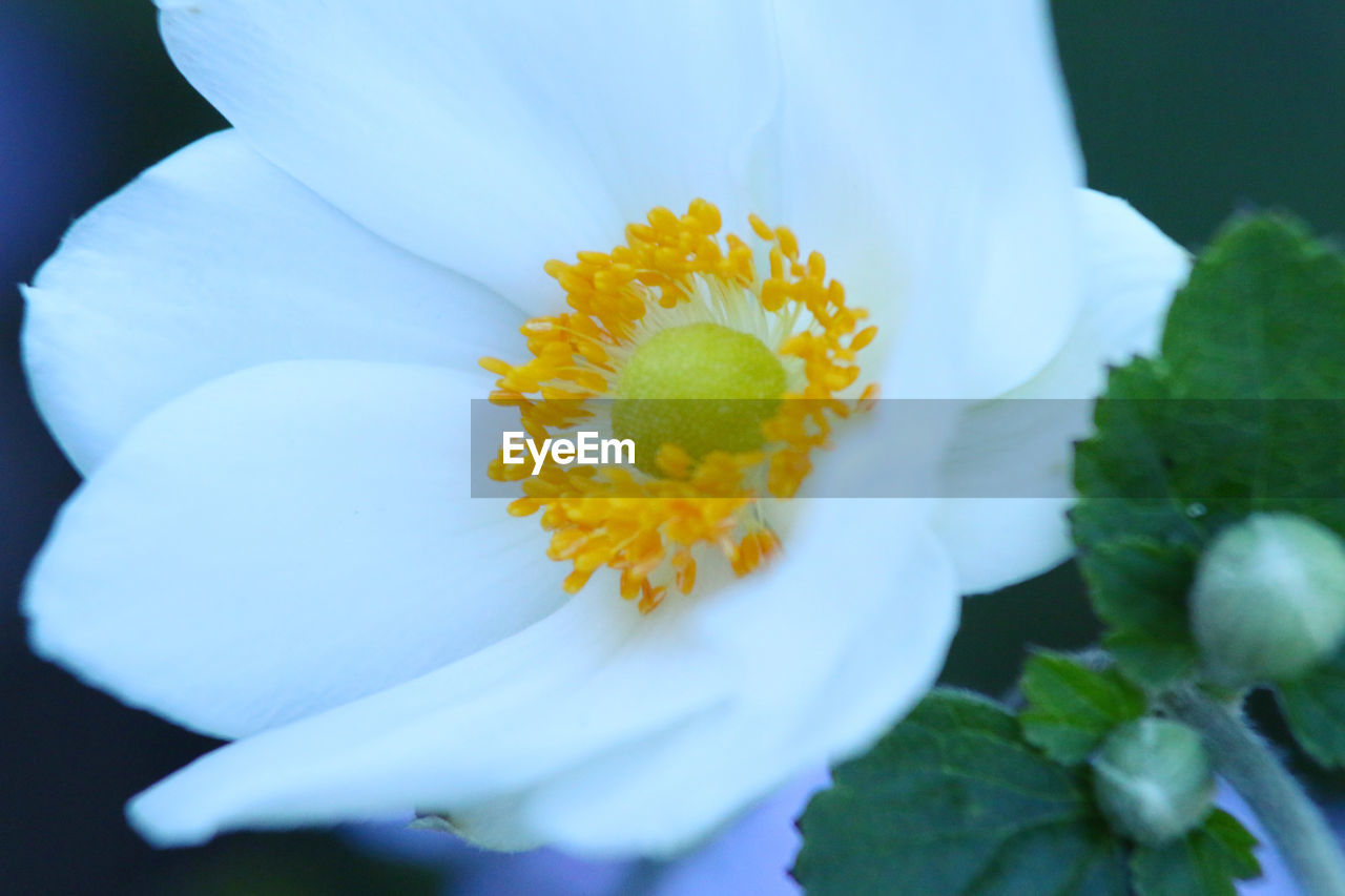 Macro shot of white flower