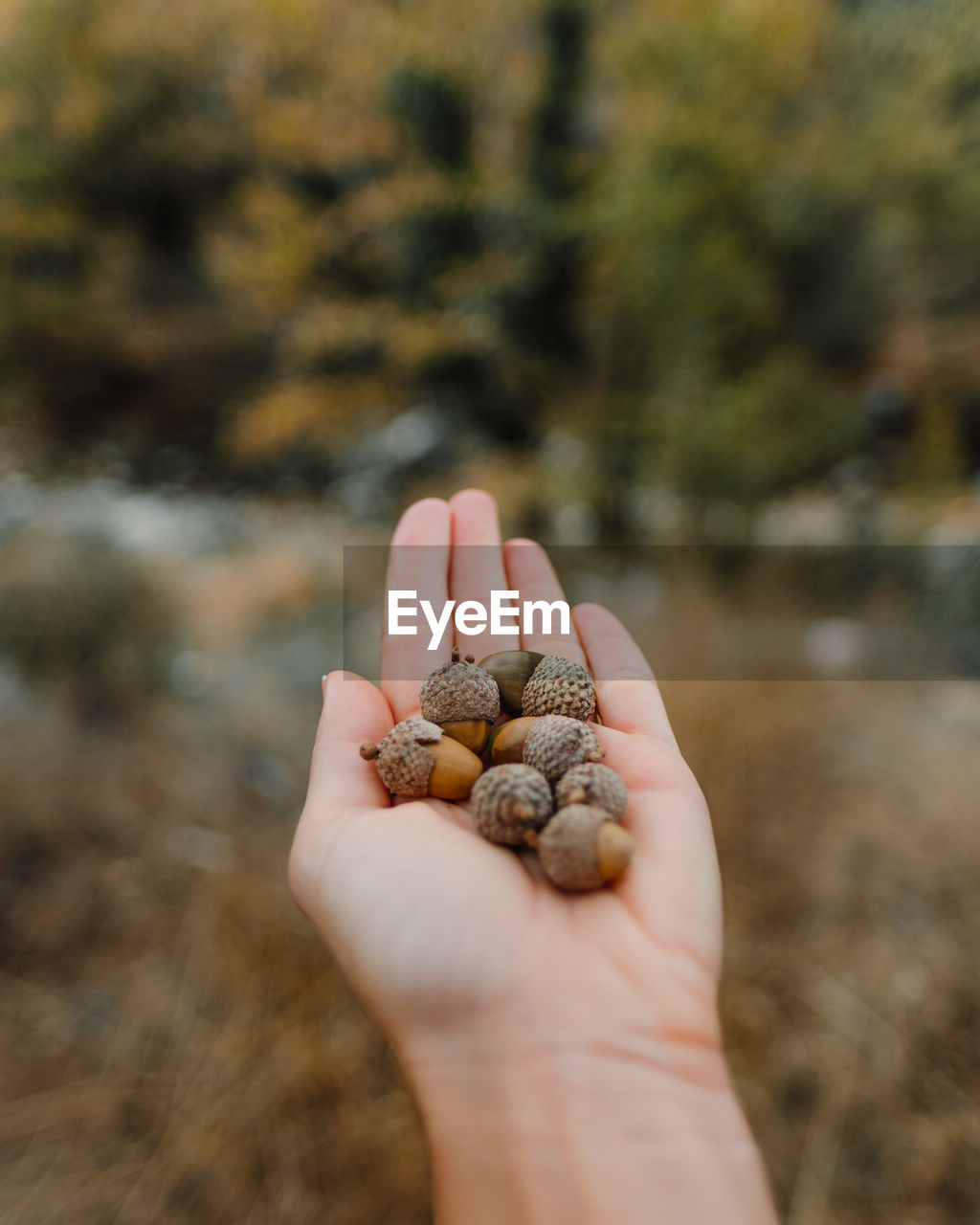 Hand holding acorns with nature in the background