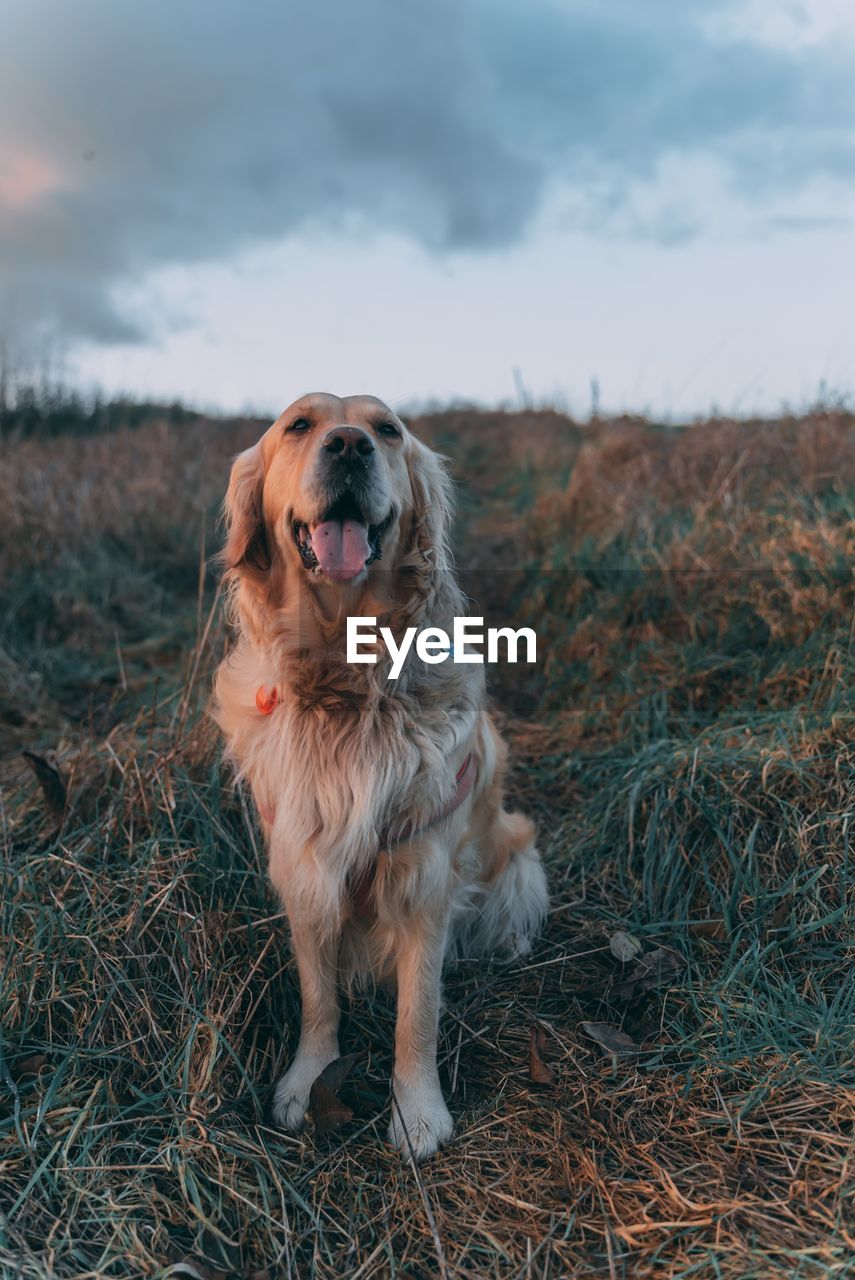 Cute dog on field during sunset