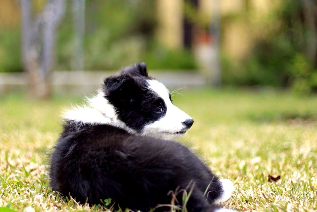 Close-up of puppy sitting on field