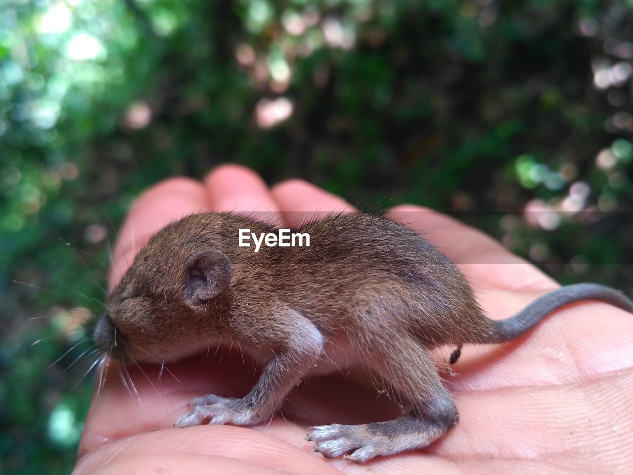 CLOSE-UP OF HUMAN HAND HOLDING MOUTH