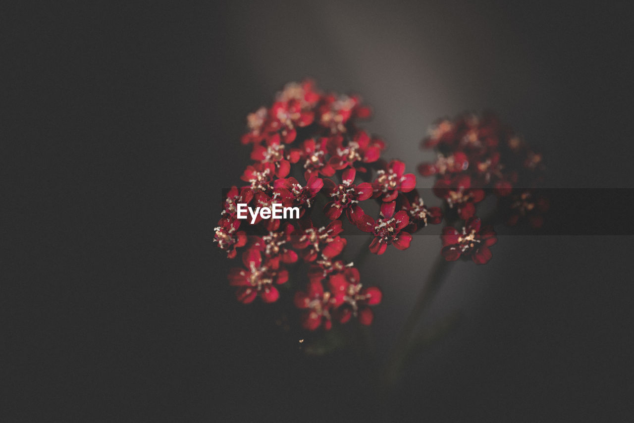 Close-up of red flowering plant against black background