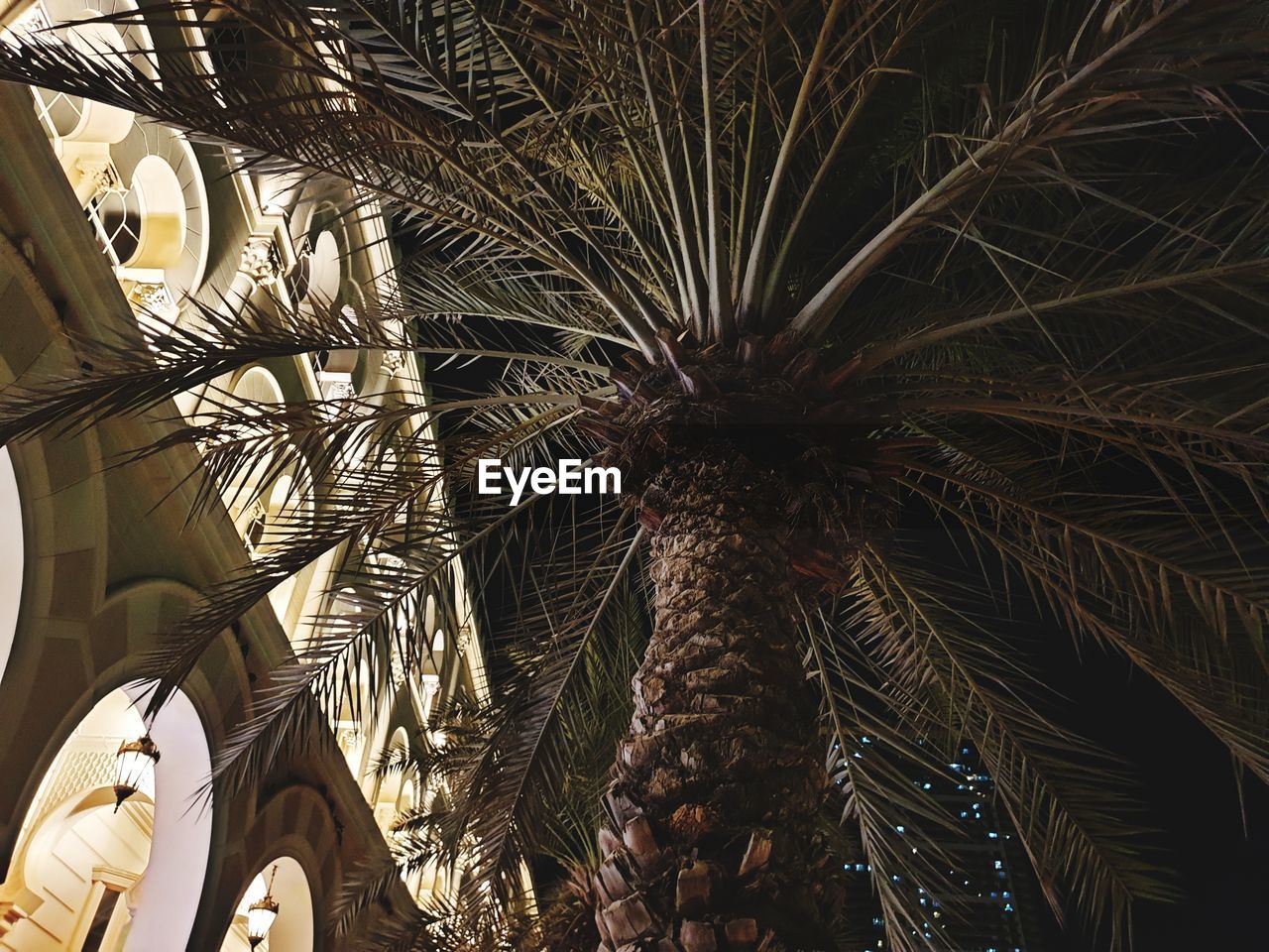 LOW ANGLE VIEW OF PALM TREES AGAINST SKY AT NIGHT