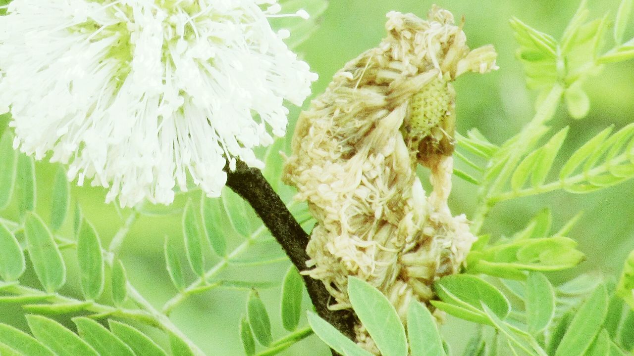 CLOSE-UP OF PLANT AGAINST BLURRED BACKGROUND