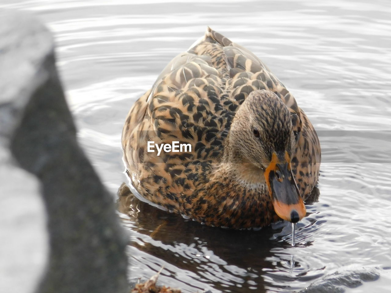 CLOSE-UP OF DUCK SWIMMING ON LAKE