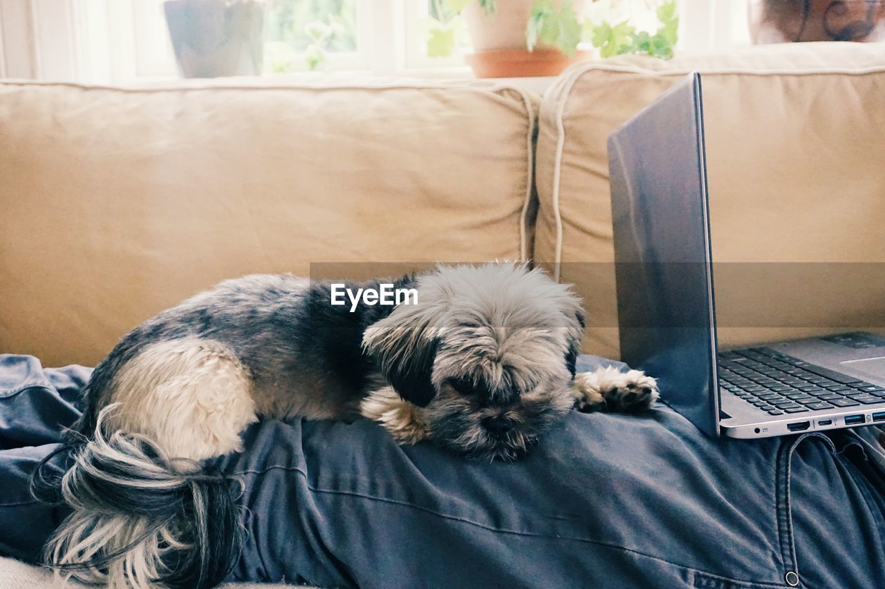 Dog sleeping on a person at a sofa at home