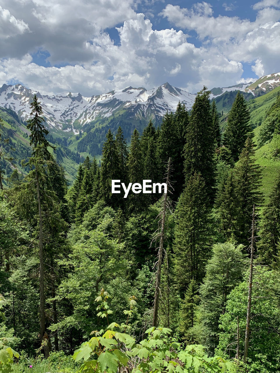 Pine trees in forest against sky