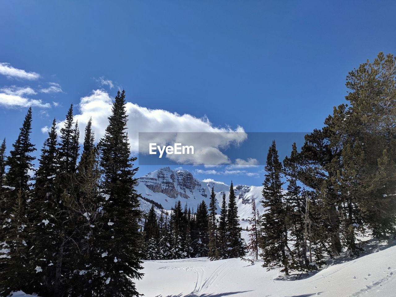 TREES ON SNOW AGAINST SKY