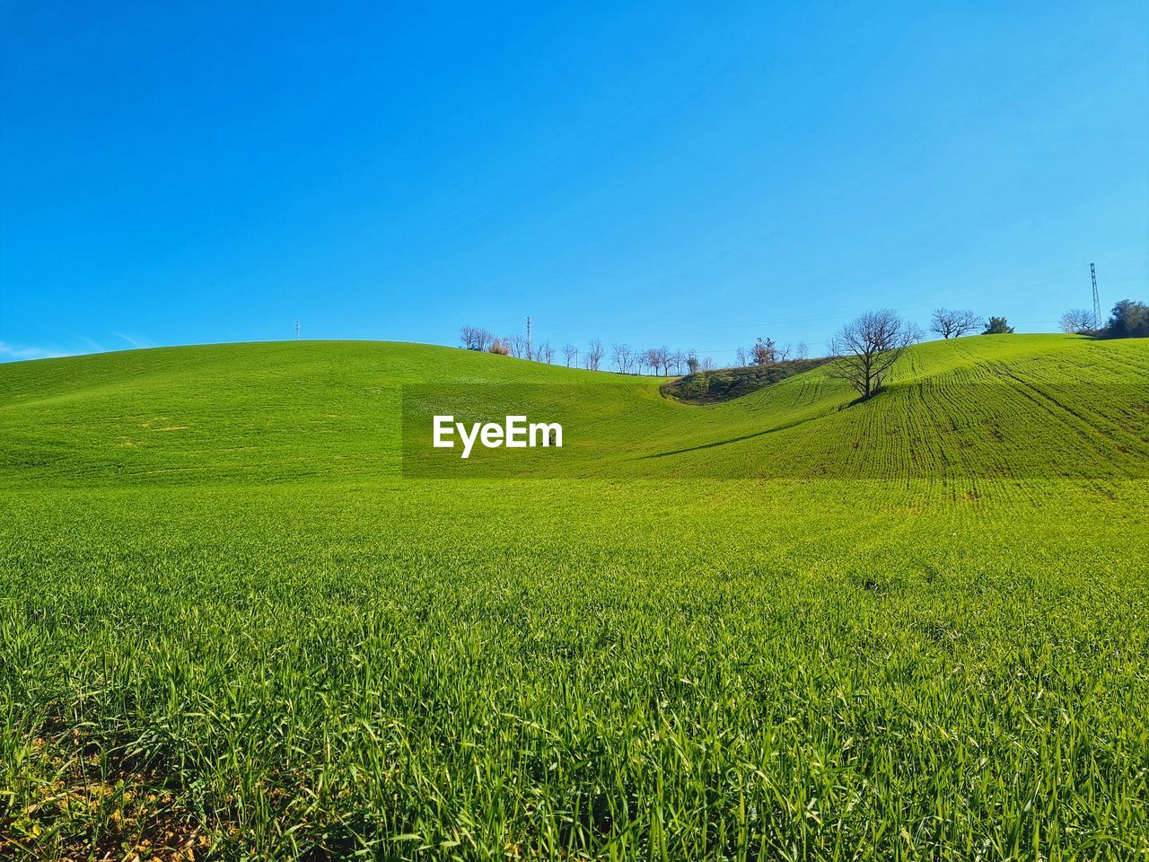 SCENIC VIEW OF FARM AGAINST CLEAR SKY