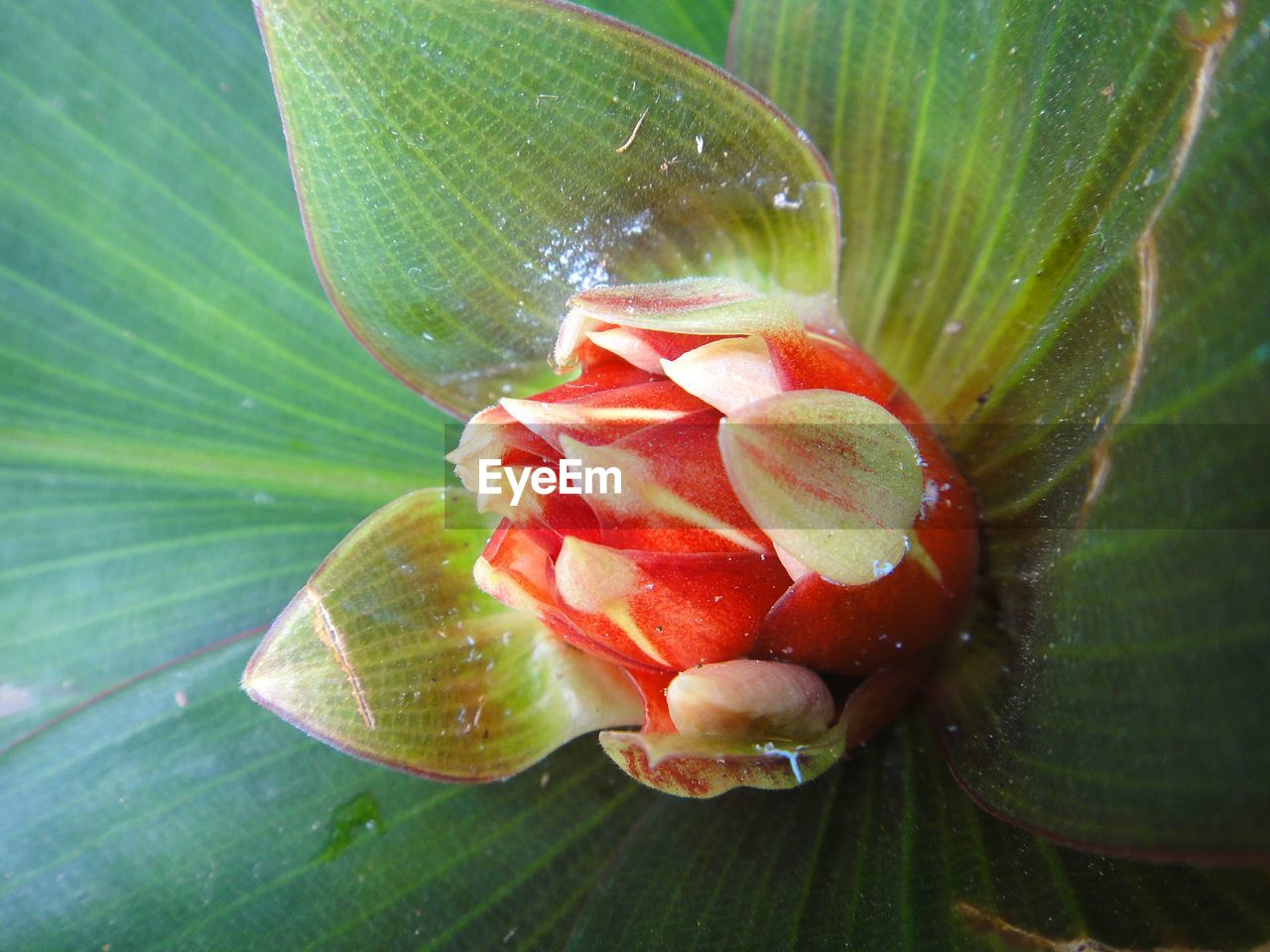 Close-up of water drops on flower