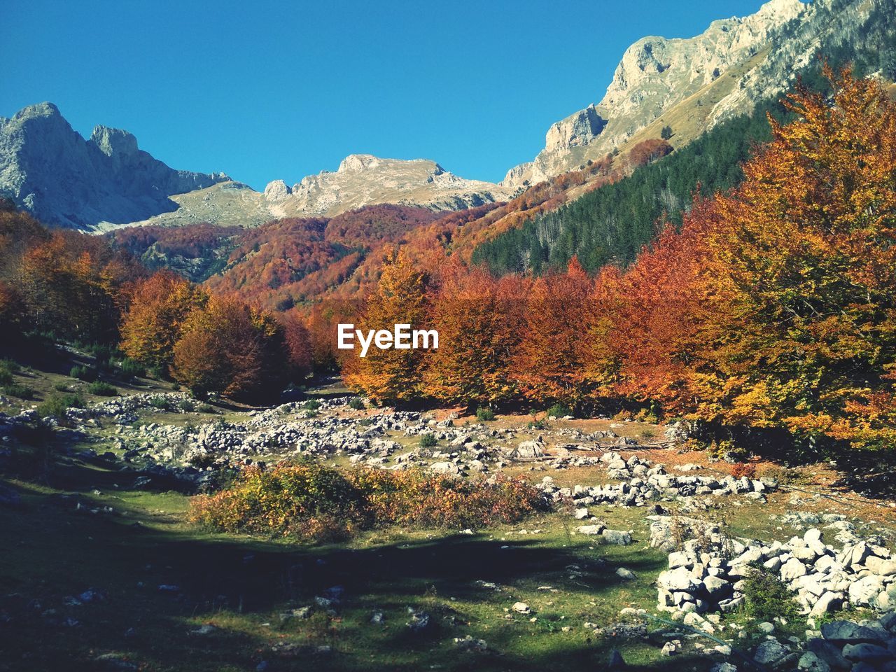 SCENIC VIEW OF LAKE BY TREES AGAINST SKY