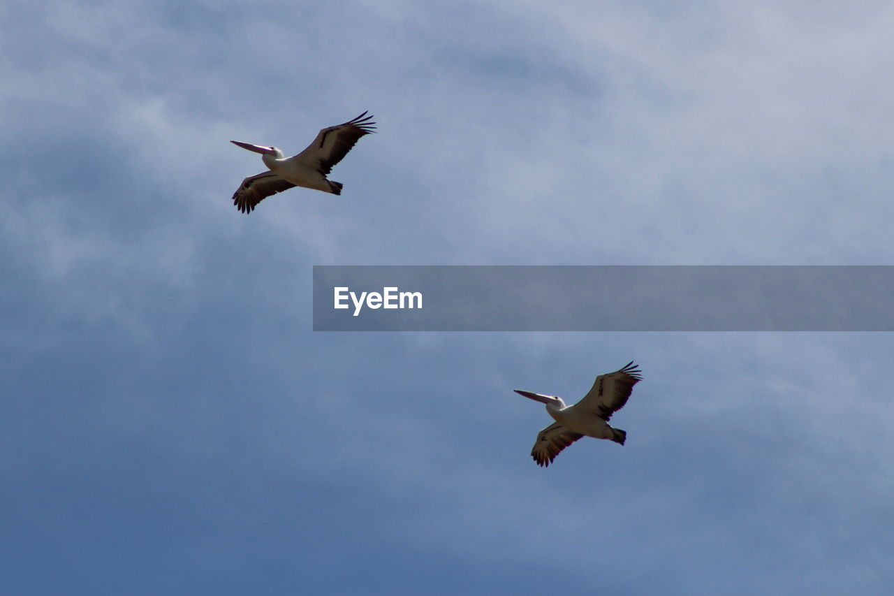 LOW ANGLE VIEW OF TWO BIRDS FLYING IN SKY