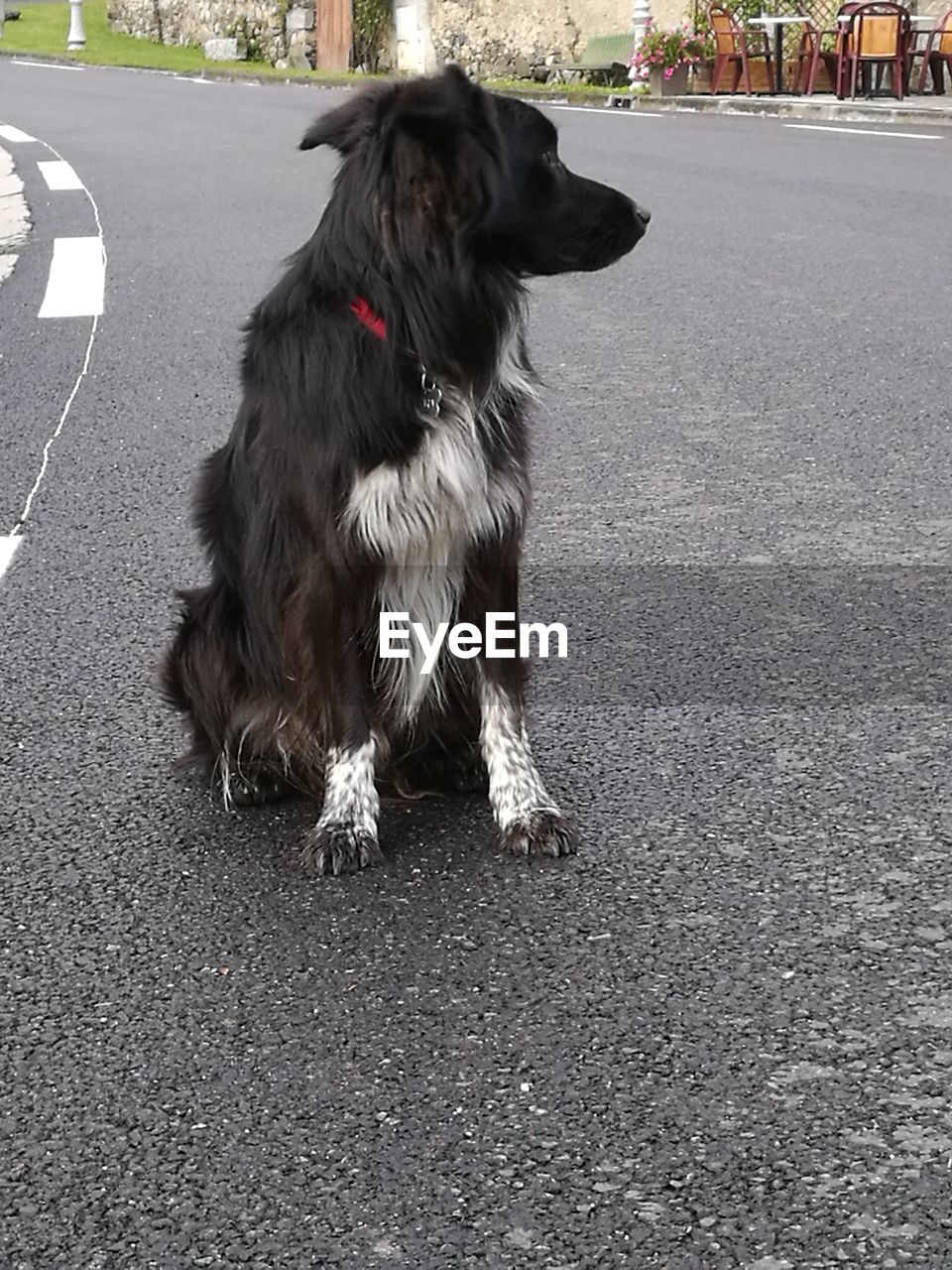 Dog sitting on road