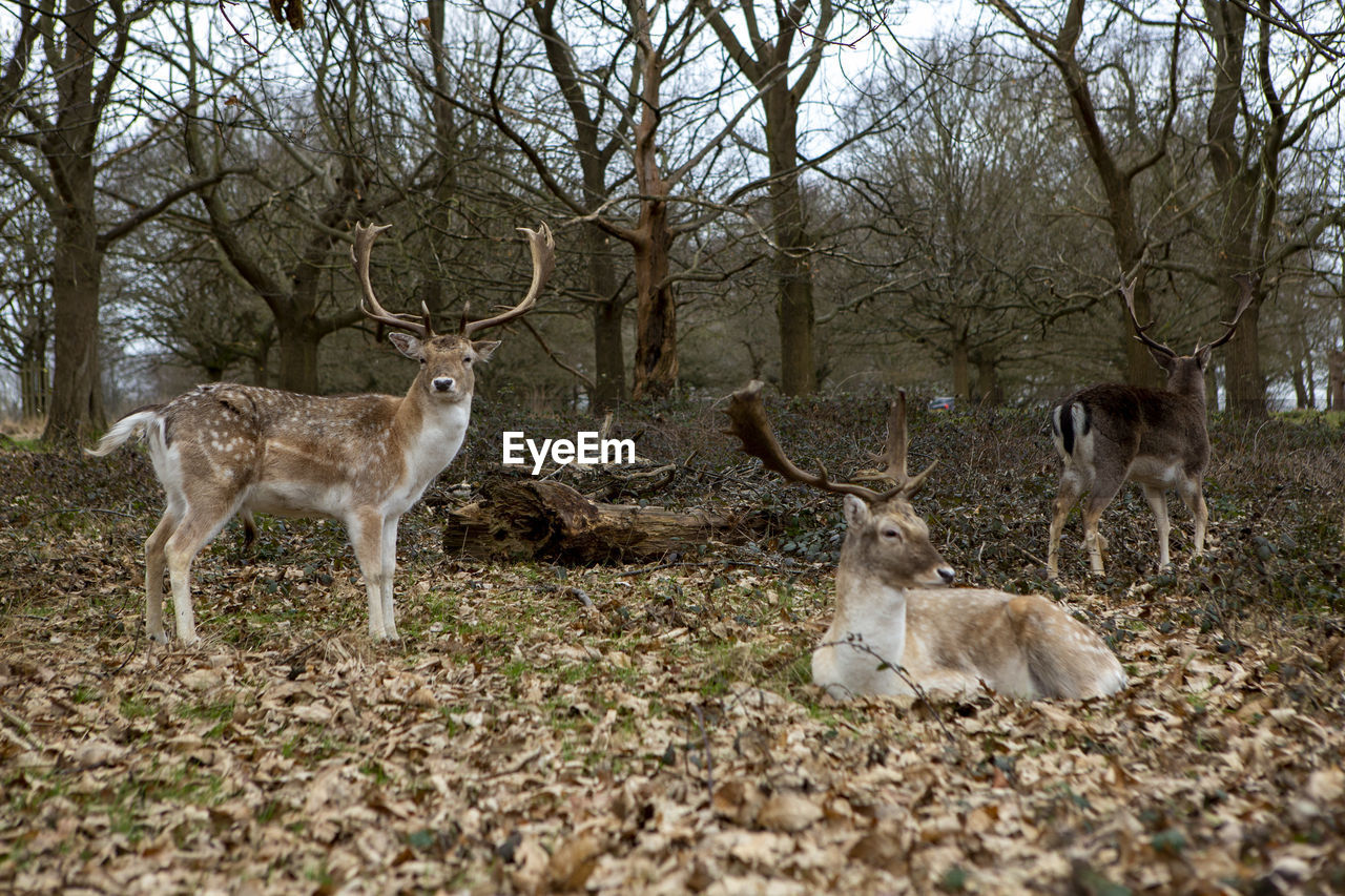 Deer standing in a forest