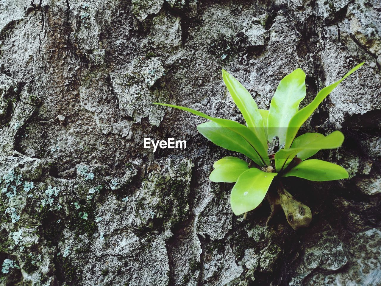 CLOSE-UP OF PLANT AGAINST WALL