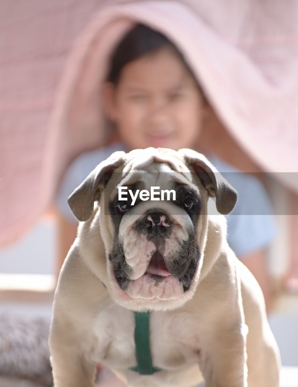 Portrait of dog with girl in background