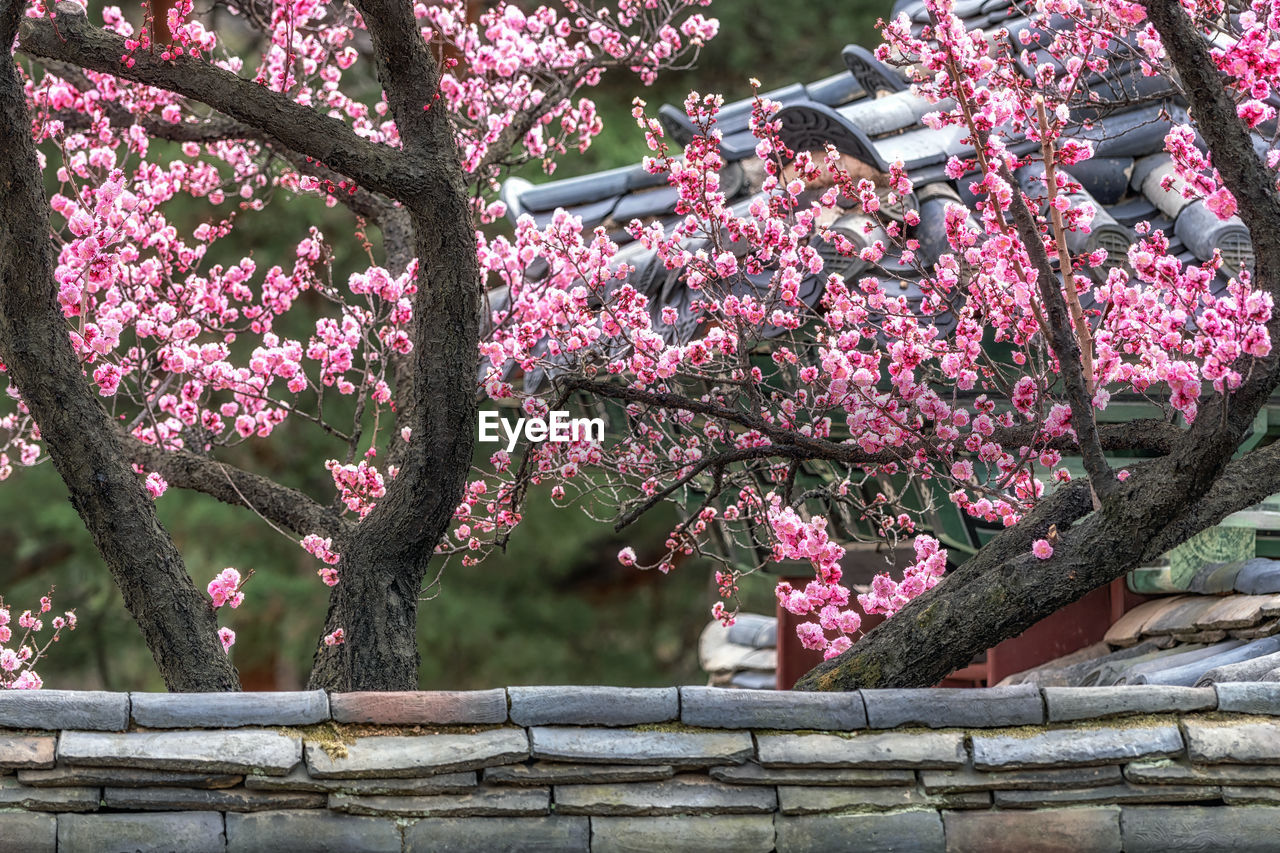 plant, flower, flowering plant, tree, blossom, pink, growth, freshness, spring, beauty in nature, springtime, fragility, nature, branch, cherry blossom, day, no people, cherry tree, outdoors, architecture, low angle view, botany, garden, park, built structure, park - man made space