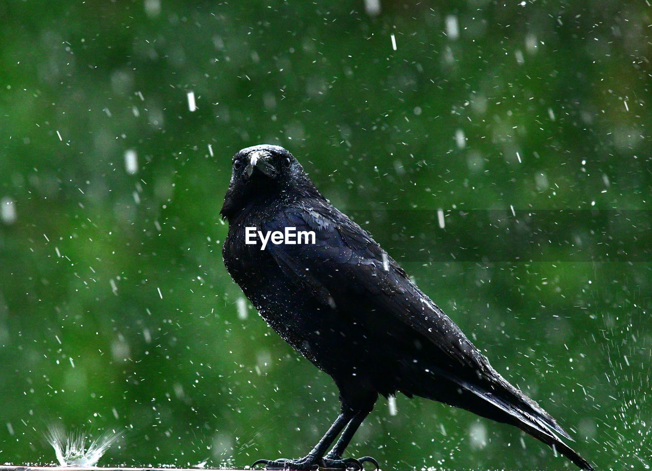 HIGH ANGLE VIEW OF WET BIRD