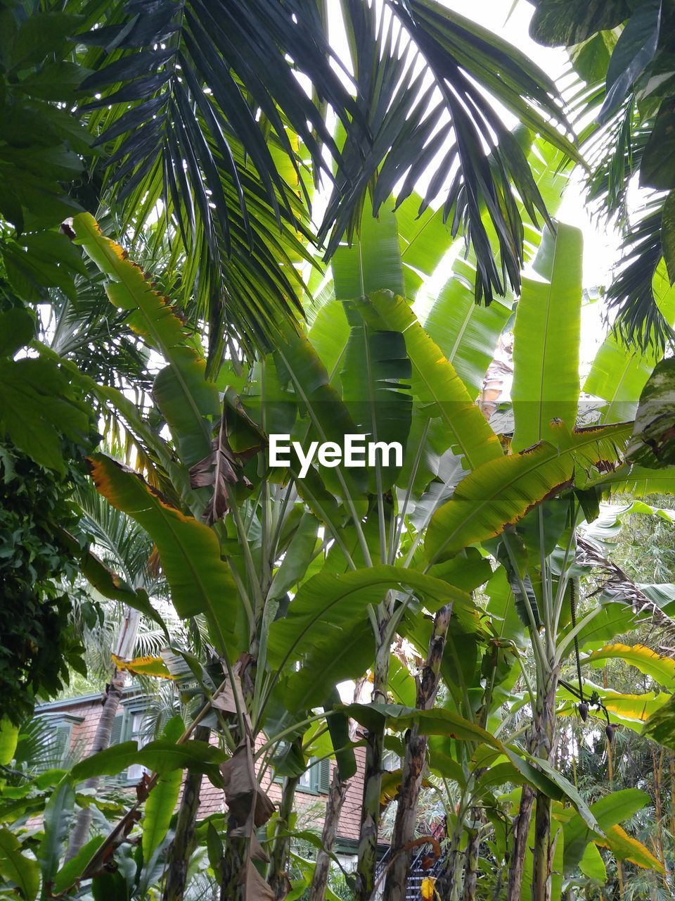 Low angle view of banana trees