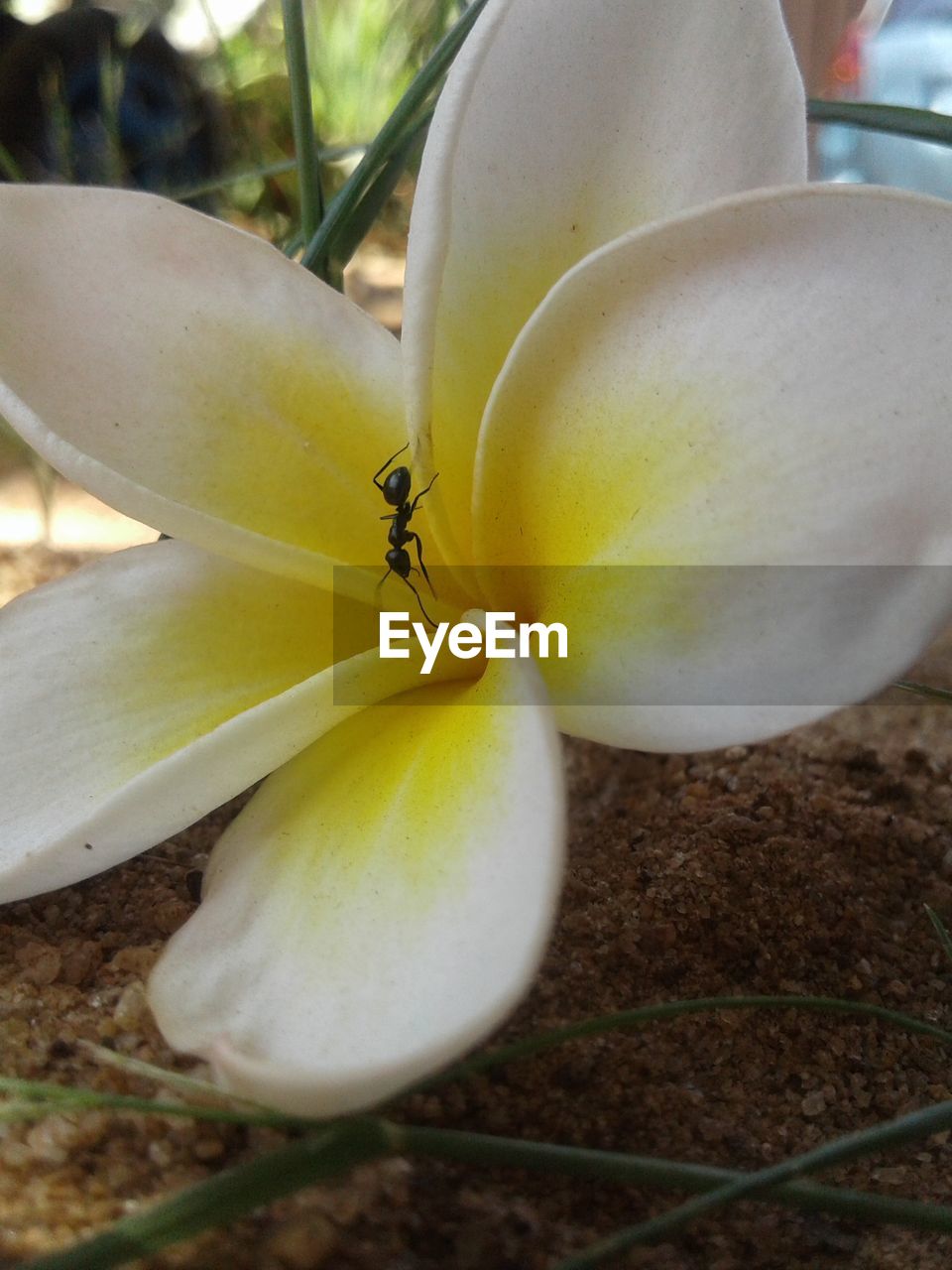 CLOSE-UP OF YELLOW INSECT