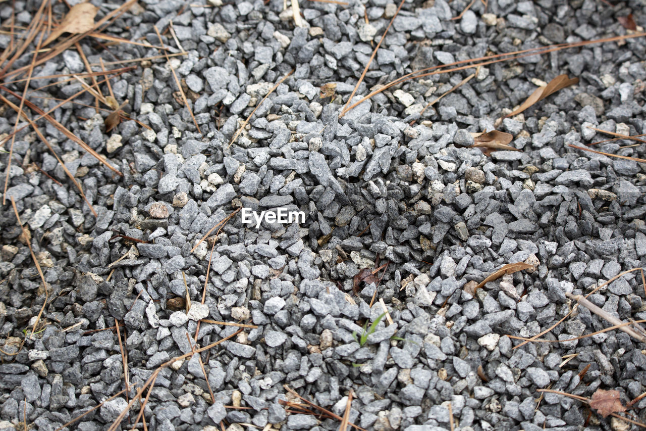 Alligator track in gravel