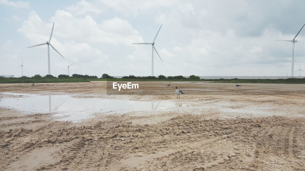 Black-headed gulls at beach by windmills against sky