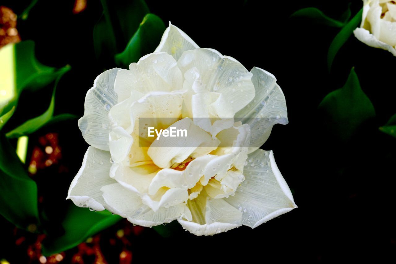 CLOSE-UP OF WHITE ROSE IN BLACK BACKGROUND