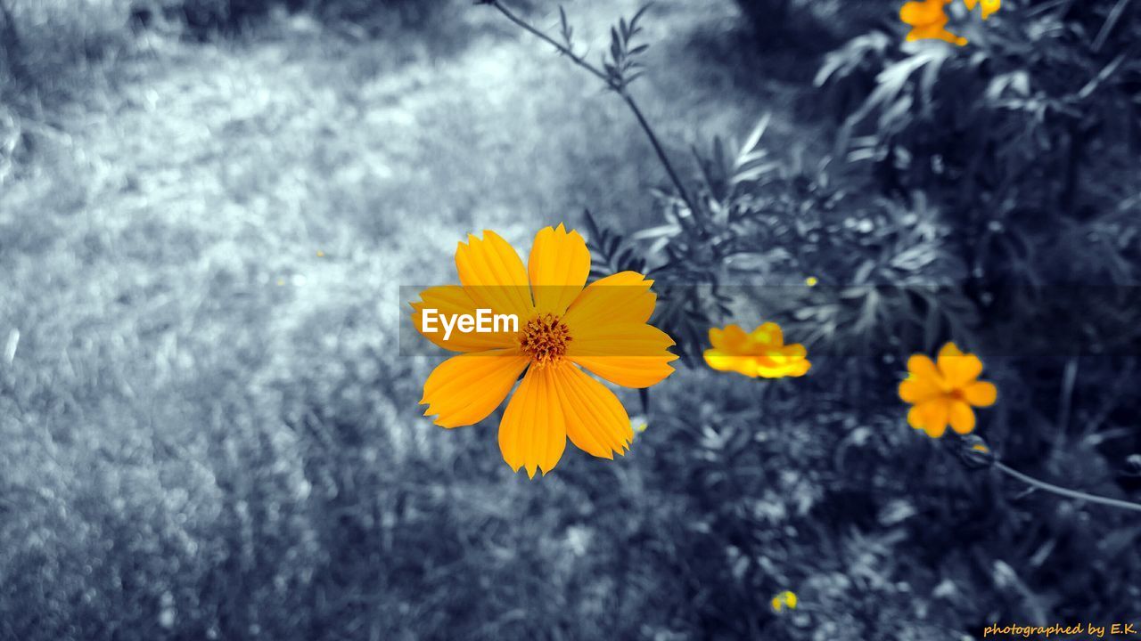 CLOSE-UP OF YELLOW FLOWERS