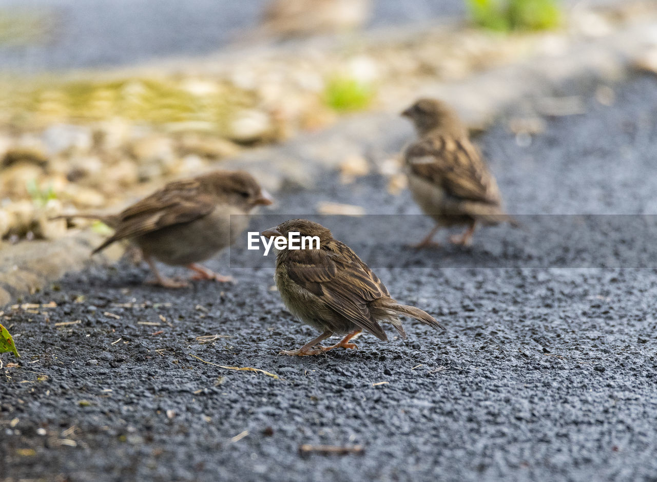 BIRDS PERCHING ON FOOTPATH