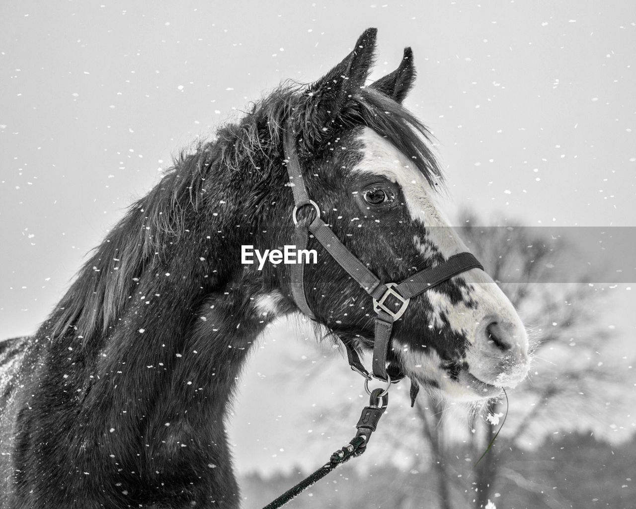 Horse standing outdoors during snowfall