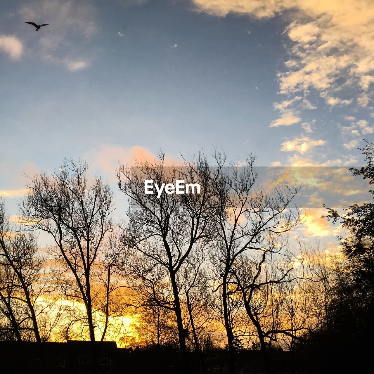 Low angle view of silhouette bare trees against sky during sunset