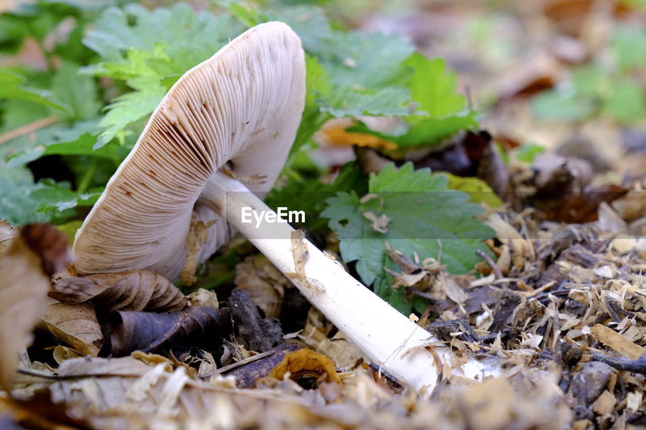 vegetable, nature, mushroom, fungus, food, plant, growth, forest, land, woodland, close-up, leaf, food and drink, no people, plant part, autumn, selective focus, agaricaceae, edible mushroom, macro photography, oyster mushroom, toadstool, wildlife, beauty in nature, outdoors, day, tree, animal, freshness, field, agaricus, surface level, fragility