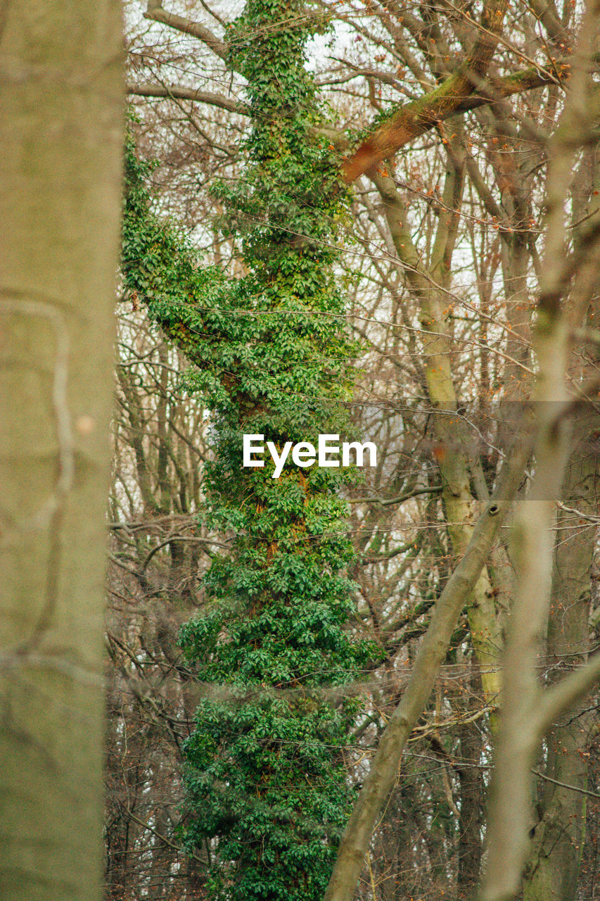 LOW ANGLE VIEW OF TREE IN FOREST