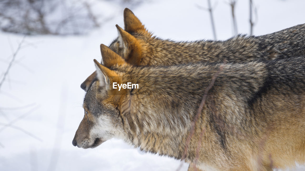 Close-up of wolf