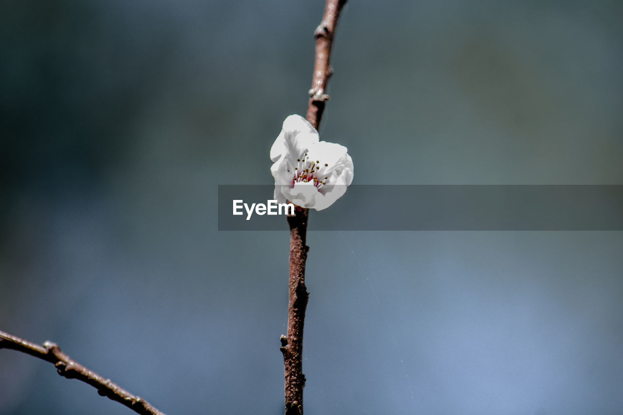 Close-up of white flower buds on branch