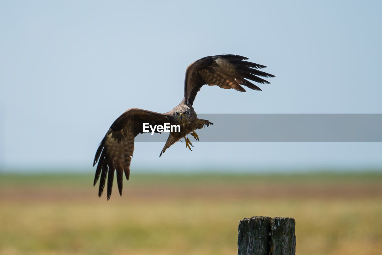 BIRD FLYING ABOVE WOODEN POST