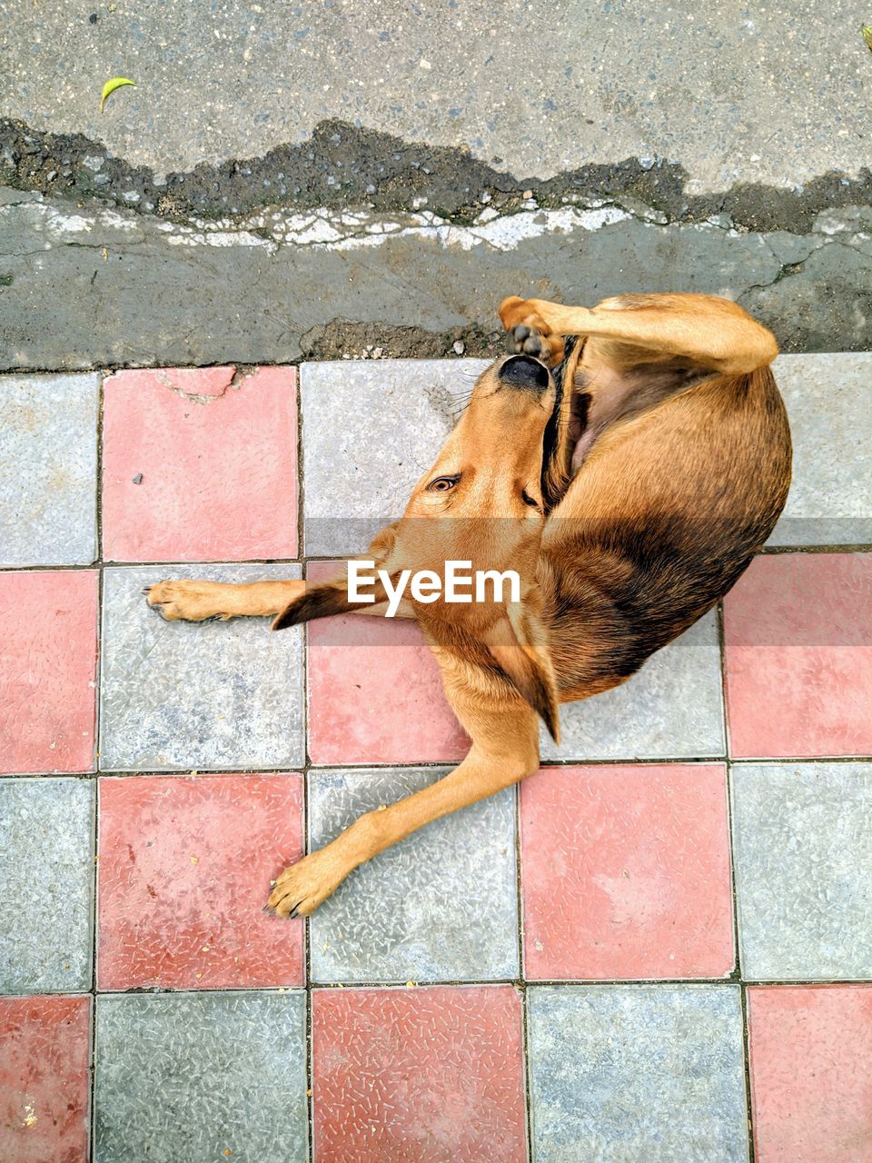 HIGH ANGLE VIEW OF A DOG SLEEPING ON SIDEWALK